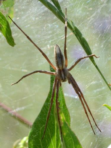 Pisaura mirabilis